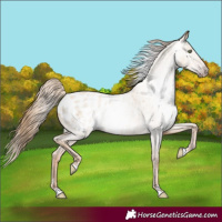 Horse Color:Gray Gold Champagne Roan Dun Blanket Rabicano 