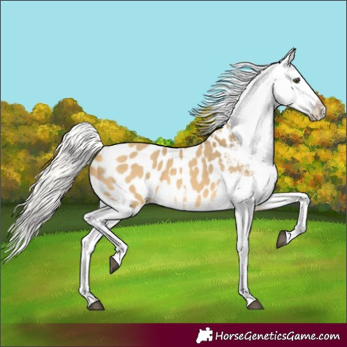 Horse Color:Silver Buckskin Dun Tobiano Appaloosa Rabicano 