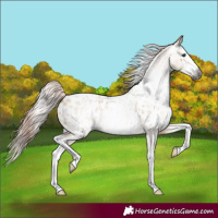 Horse Color:Gray Red Dun Roan Splash Appaloosa Rabicano 
