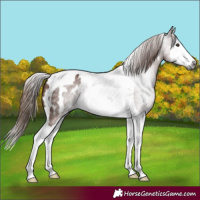 Horse Color:Gray Chestnut Splash Tobiano Blanket 