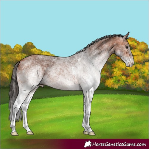 Horse Color:White Spotted Bay 