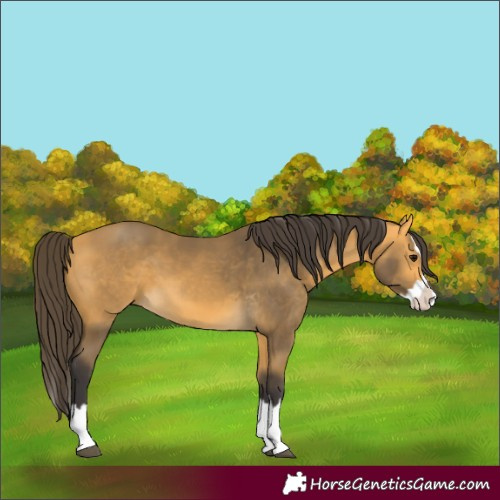 Horse Color:Unknown 