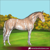 Horse Color:Silver Bay Dun Sabino 