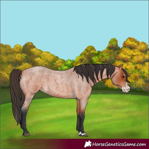 Horse Color:Unknown 