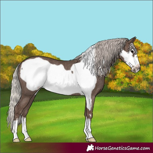 Horse Color:Silver Black Frame Rabicano 
