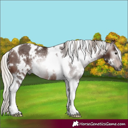 Horse Color:Gray White Spotted Silver Bay Tobiano Rabicano 