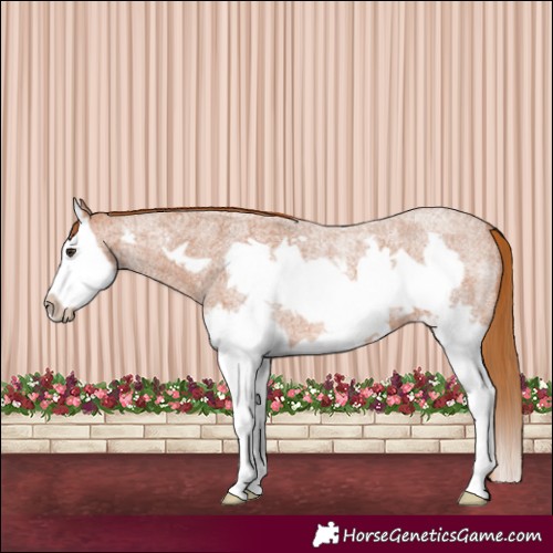 Horse Color:Red Roan Splash Frame