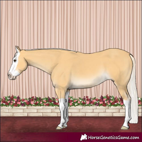 Horse Color:Palomino Splash 