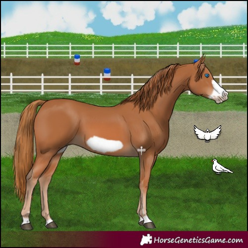 Horse Color:Chestnut Frame 