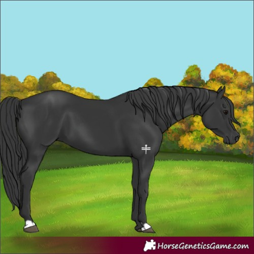Horse Color:Black 