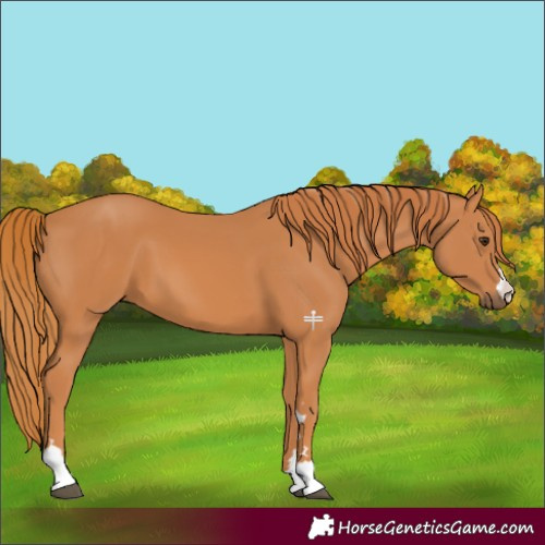 Horse Color:Chestnut 
