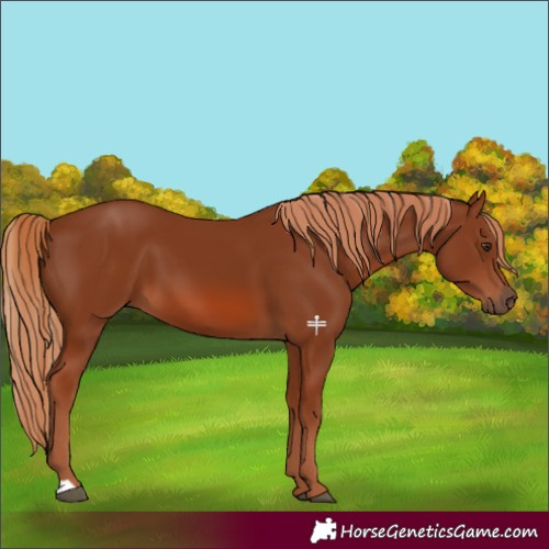 Horse Color:Chestnut 