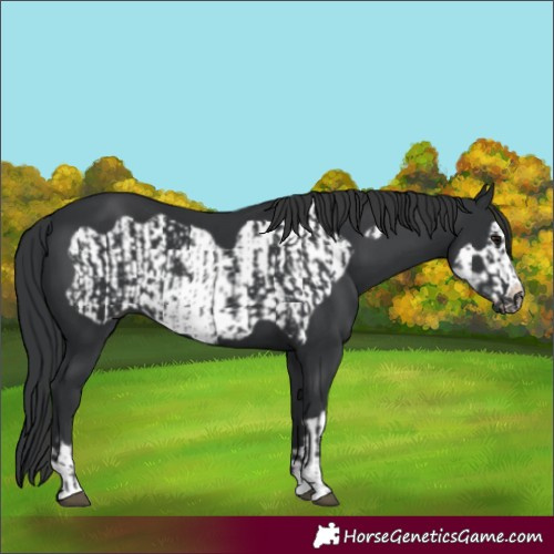 Horse Color:Black  and Black Frame 