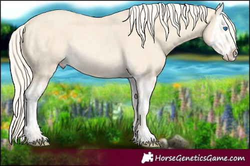 Horse Color:Unknown 