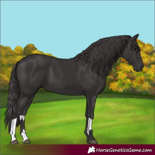 Horse Color:Unknown 
