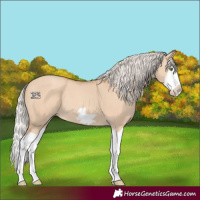 Horse Color:Silver Classic Champagne Dun Splash Frame 