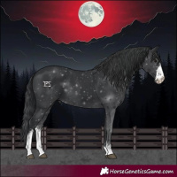 Horse Color:Black Sabino 