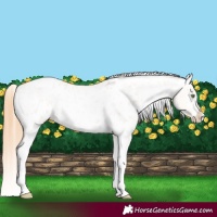 Horse Color:Gold Champagne Roan Dun Splash Tobiano Frame Appaloosa Rabicano 