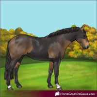 Horse Color:Smoky Black  and Buckskin 