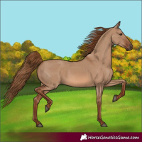 Horse Color:Red Dun 
