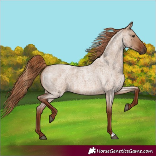 Horse Color:Red Dun Roan 