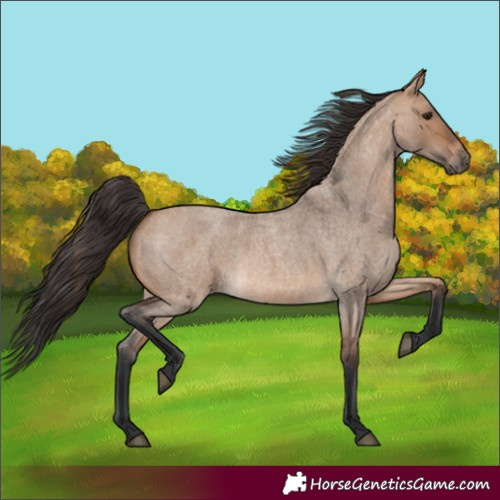 Horse Color:Bay Roan Dun 