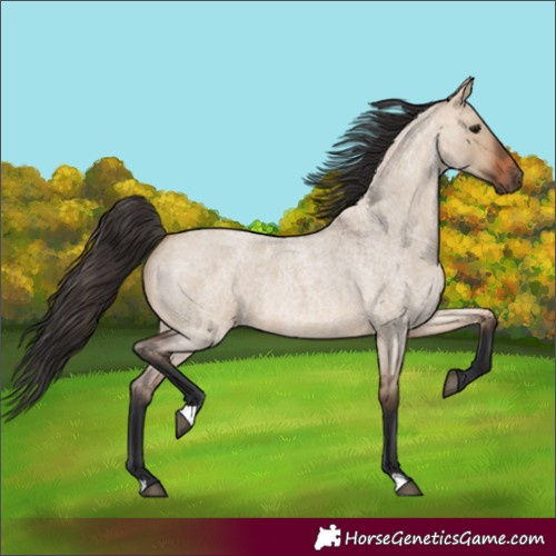 Horse Color:Bay Roan Dun 