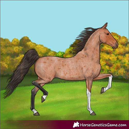 Horse Color:Bay Roan Tobiano 