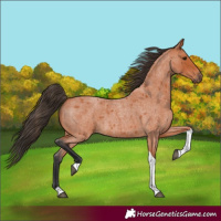 Horse Color:Bay Roan Tobiano