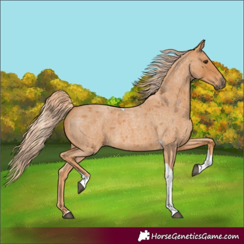 Horse Color:Red Roan Tobiano 