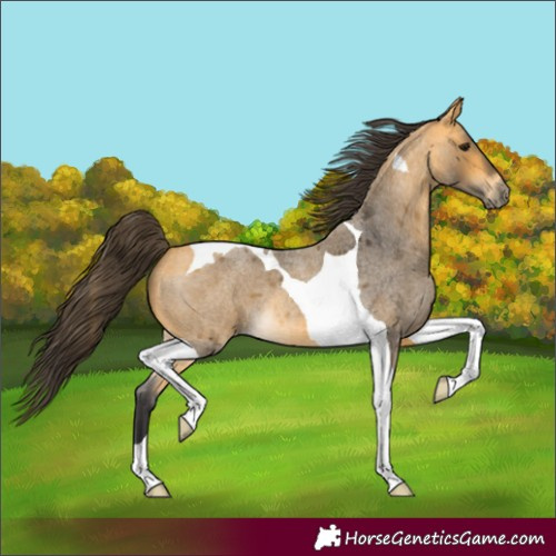 Horse Color:Buckskin Roan Tobiano 