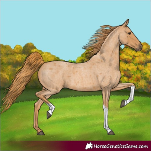 Horse Color:Red Roan Tobiano 