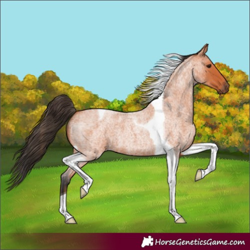 Horse Color:Bay Roan Tobiano 