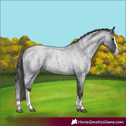 Horse Color:Blue Roan Splash Appaloosa 