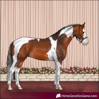 Horse Color:Bay Splash Tobiano