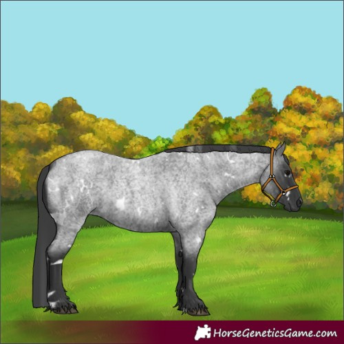 Horse Color:White Spotted Blue Roan 