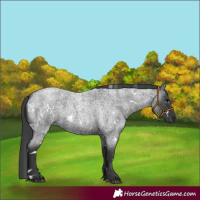Horse Color:White Spotted Blue Roan 