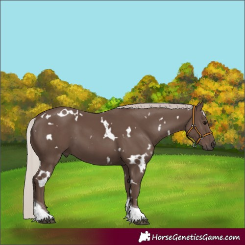 Horse Color:White Spotted Silver Black Tobiano 