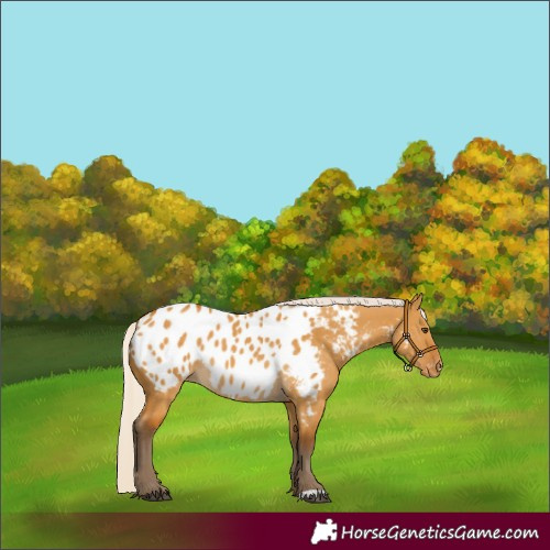 Horse Color:Silver Buckskin Dun Appaloosa 