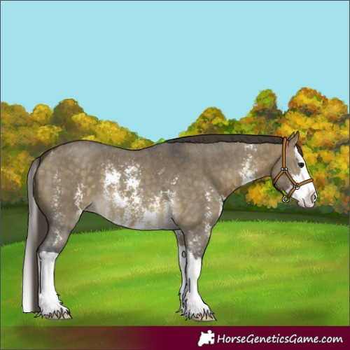 Horse Color:Buckskin Dun Sabino Splash Varnish
