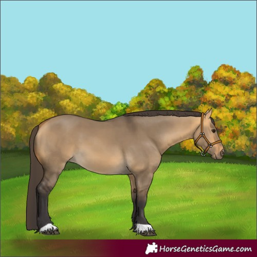 Horse Color:Buckskin Dun 