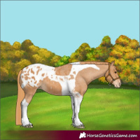Horse Color:Chestnut Tobiano Blanket 