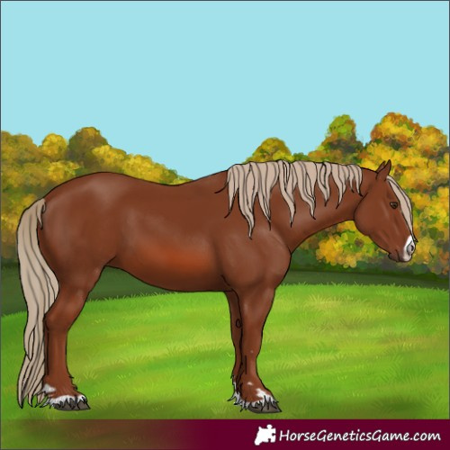 Horse Color:Chestnut 