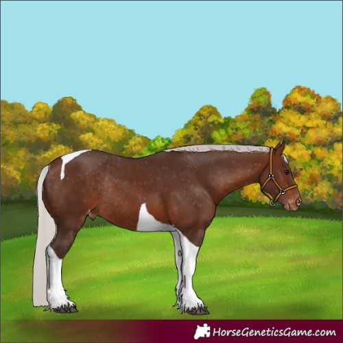 Horse Color:Silver Brown Tobiano Appaloosa Rabicano