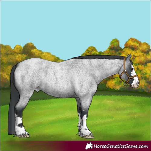 Horse Color:Blue Roan 