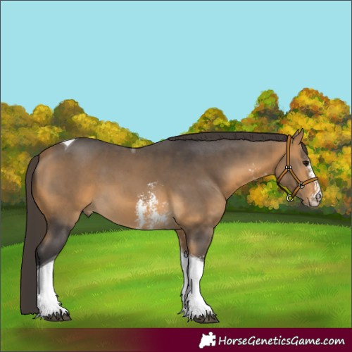 Horse Color:Buckskin Sabino Tobiano