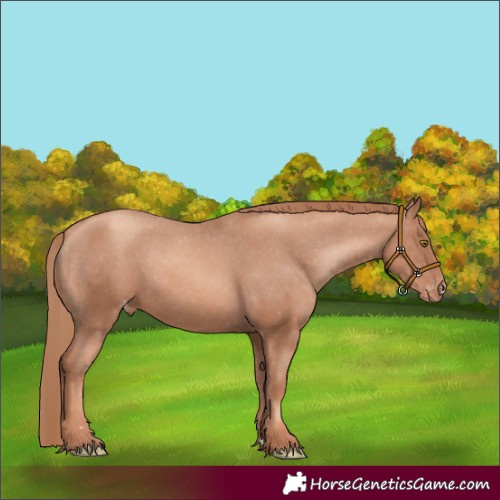 Horse Color:Gold Champagne Appaloosa