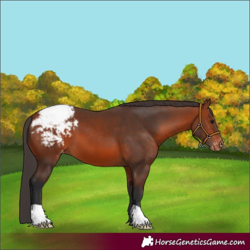 Horse Color:Bay Snowcap 