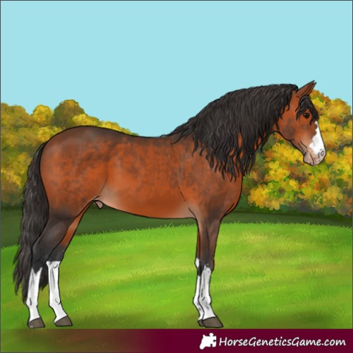 Horse Color:Unknown 