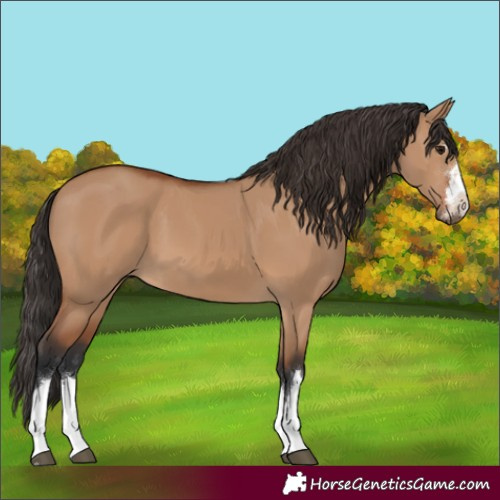 Horse Color:Unknown 